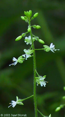 Circaea lutetiana L.