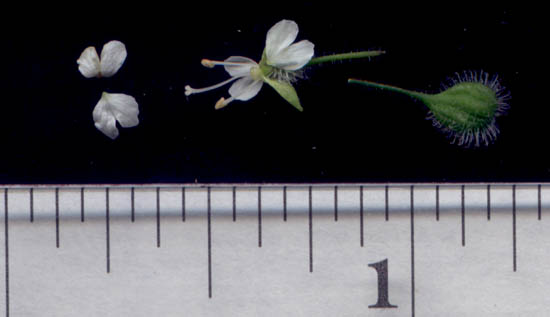 Circaea lutetiana L.