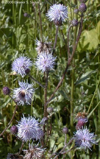 Cirsium arvense (L.) Scop.