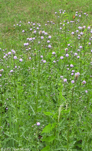 Cirsium arvense (L.) Scop.