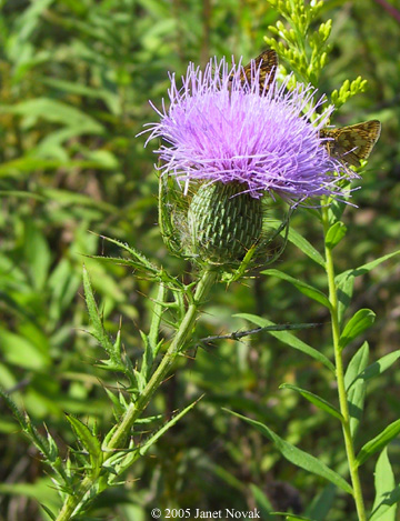 Cirsium discolor (Muhl. ex Willd.) Spreng.