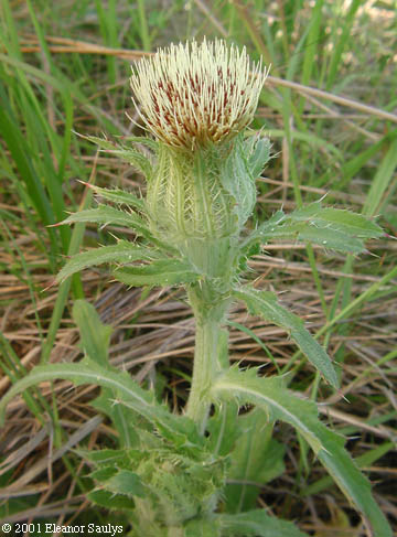 Cirsium horridulum Michx.