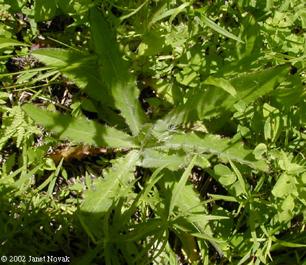 Cirsium horridulum Michx.