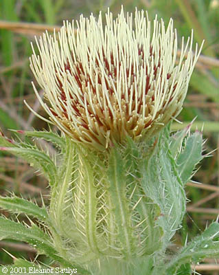 Cirsium horridulum Michx.