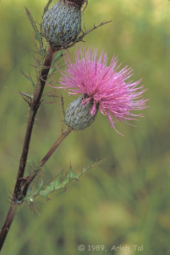 Cirsium muticum Michx.
