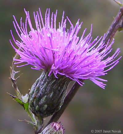Cirsium muticum Michx.