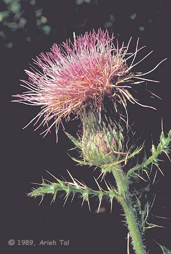 Cirsium pumilum (Nutt.) Spreng.