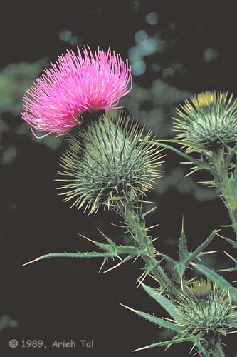 Cirsium vulgare (Savi) Ten.