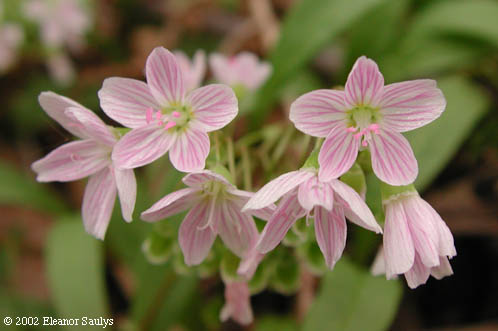 Claytonia caroliniana Michx.