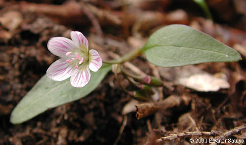 Claytonia caroliniana Michx.