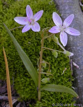 Claytonia virginica L.