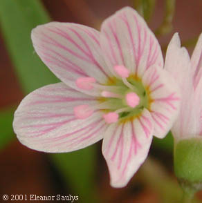 Claytonia virginica L.