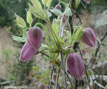 Clematis occidentalis (Hornem.) DC.