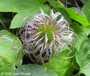 Clematis occidentalis (Hornem.) DC.