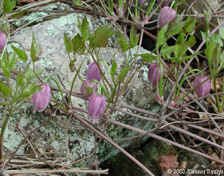 Clematis occidentalis (Hornem.) DC.