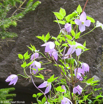 Clematis occidentalis (Hornem.) DC.