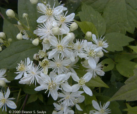 Clematis virginiana L.