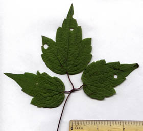 Clematis virginiana L.