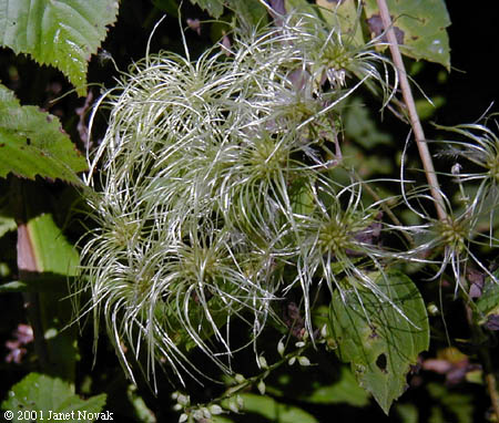 Clematis virginiana L.