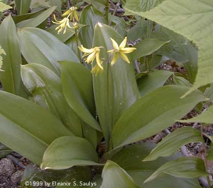 Clintonia borealis (Ait.) Raf.