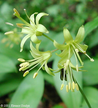 Clintonia borealis (Ait.) Raf.
