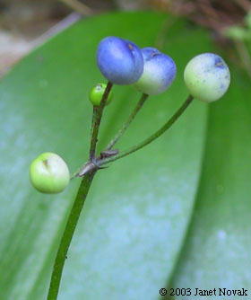 Clintonia borealis (Ait.) Raf.