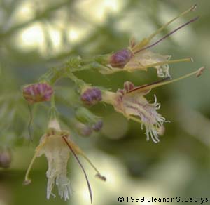 Collinsonia canadensis L.