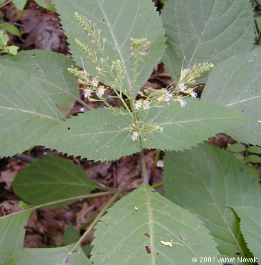 Collinsonia canadensis L.