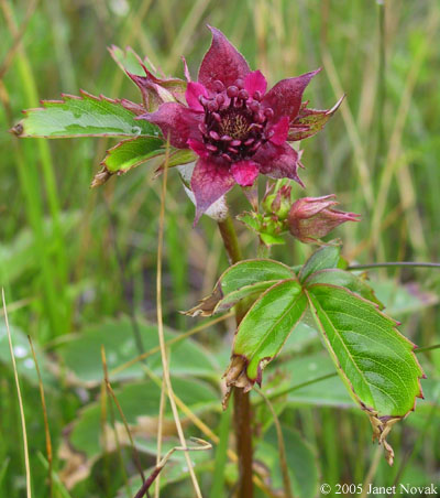 Comarum palustre L.