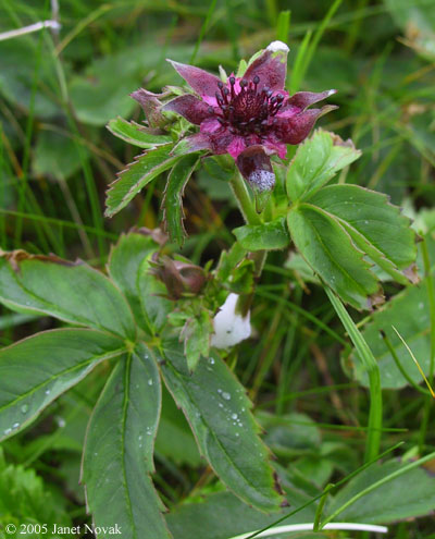 Comarum palustre L.