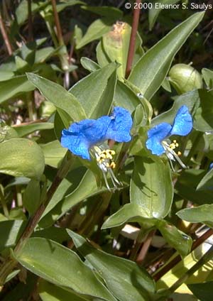 Commelina communis L.