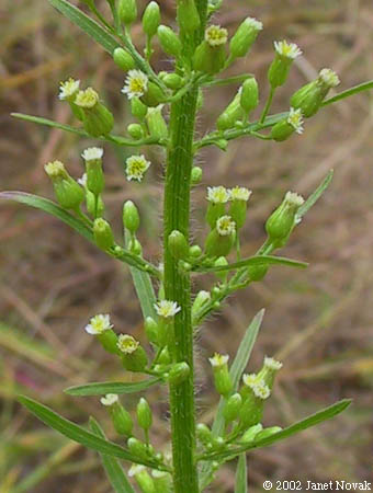 Conyza canadensis (L.) Cronq.
