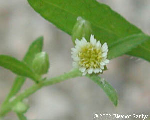 Conyza canadensis (L.) Cronq.