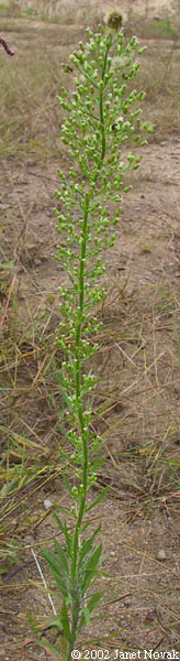 Conyza canadensis (L.) Cronq.