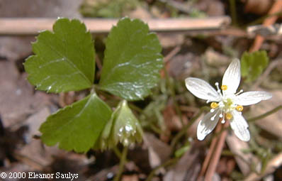 Coptis trifolia (L.) Salisb.