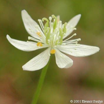 Coptis trifolia (L.) Salisb.
