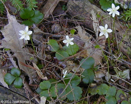 Coptis trifolia (L.) Salisb.