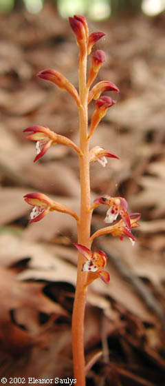 Corallorhiza maculata (Raf.) Raf.