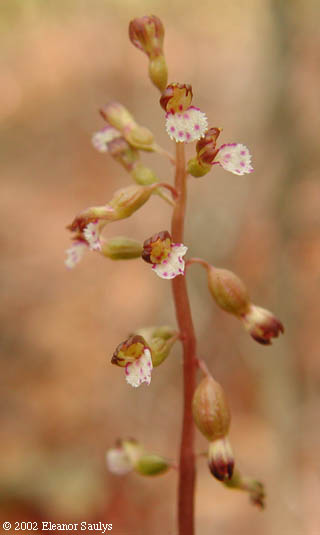 Corallorhiza odontorhiza (Willd.) Poir.