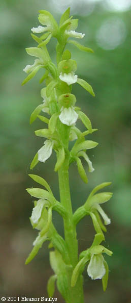 Corallorhiza trifida Chatelain