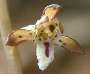Corallorhiza maculata (Raf.) Raf.