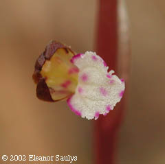 Corallorhiza odontorhiza (Willd.) Poir.