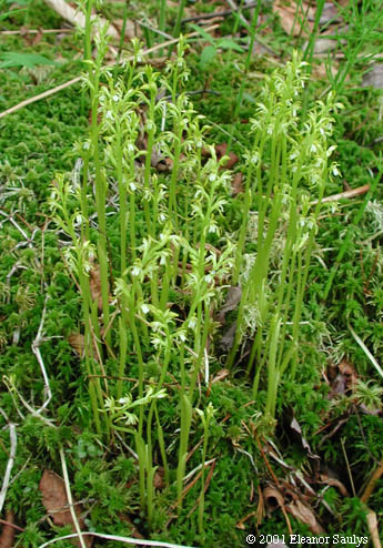 Corallorhiza trifida Chatelain