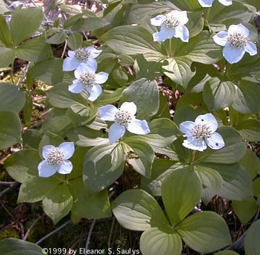 Cornus canadensis L.