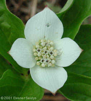 Cornus canadensis L.