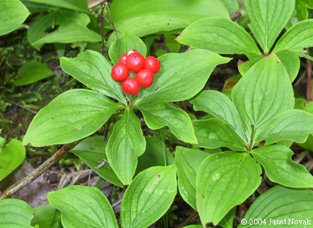 Cornus canadensis L.