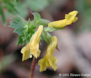 Corydalis flavula (Raf.) DC.