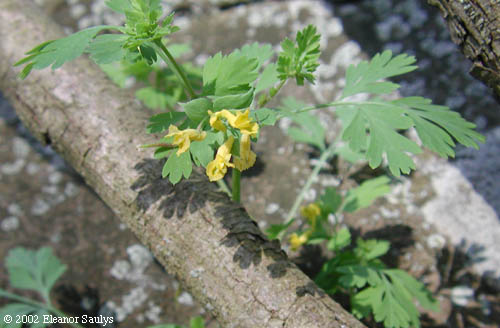 Corydalis flavula (Raf.) DC.
