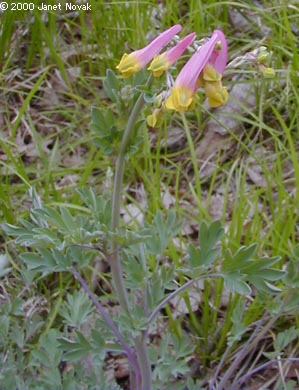 Corydalis sempervirens (L.) Pers.