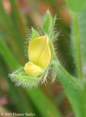 Crotalaria sagittalis L.